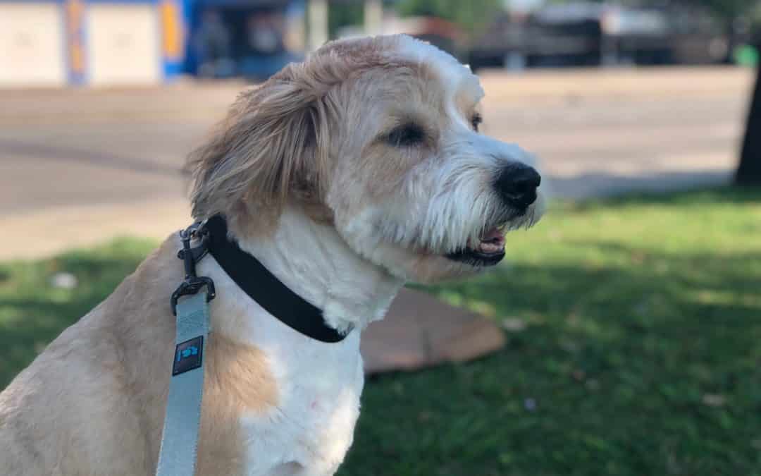 maisy urban living 2 e1560366382209